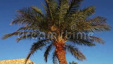 埃及蓝天上的棕榈树